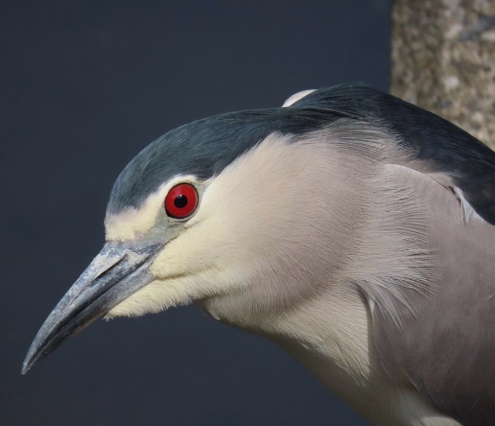 bird's eye