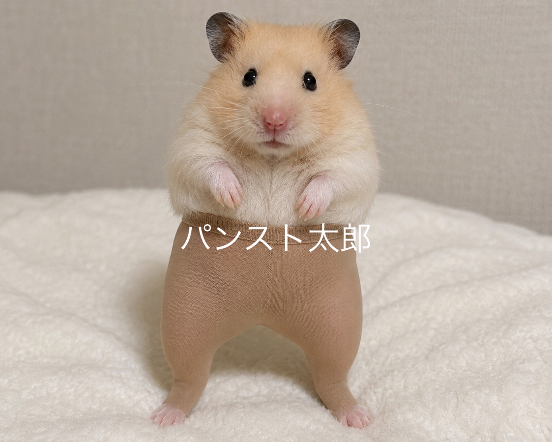 パンスト太郎